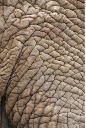 Photo Textures of Animals Skin